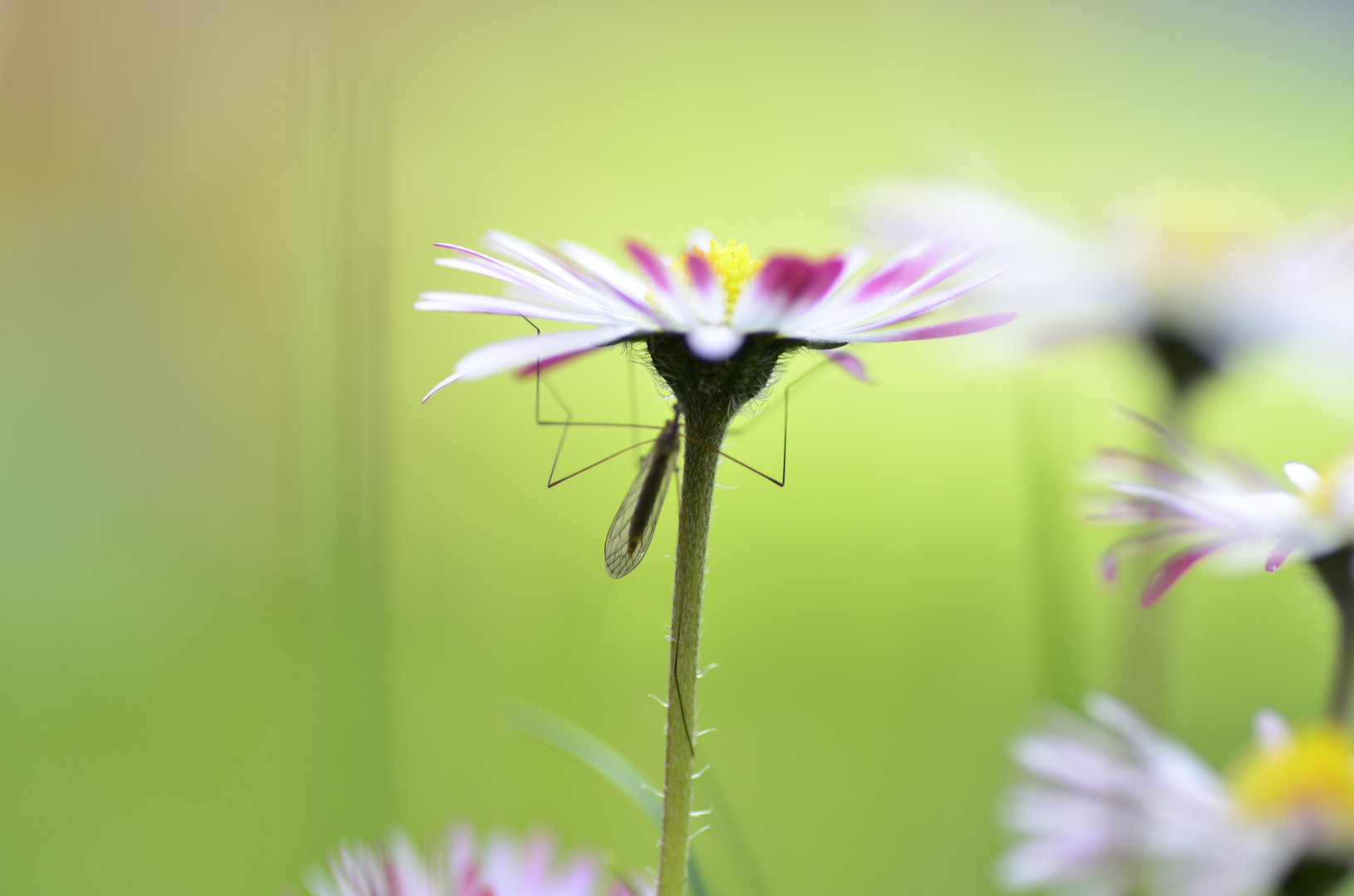 Besucher im Grünen