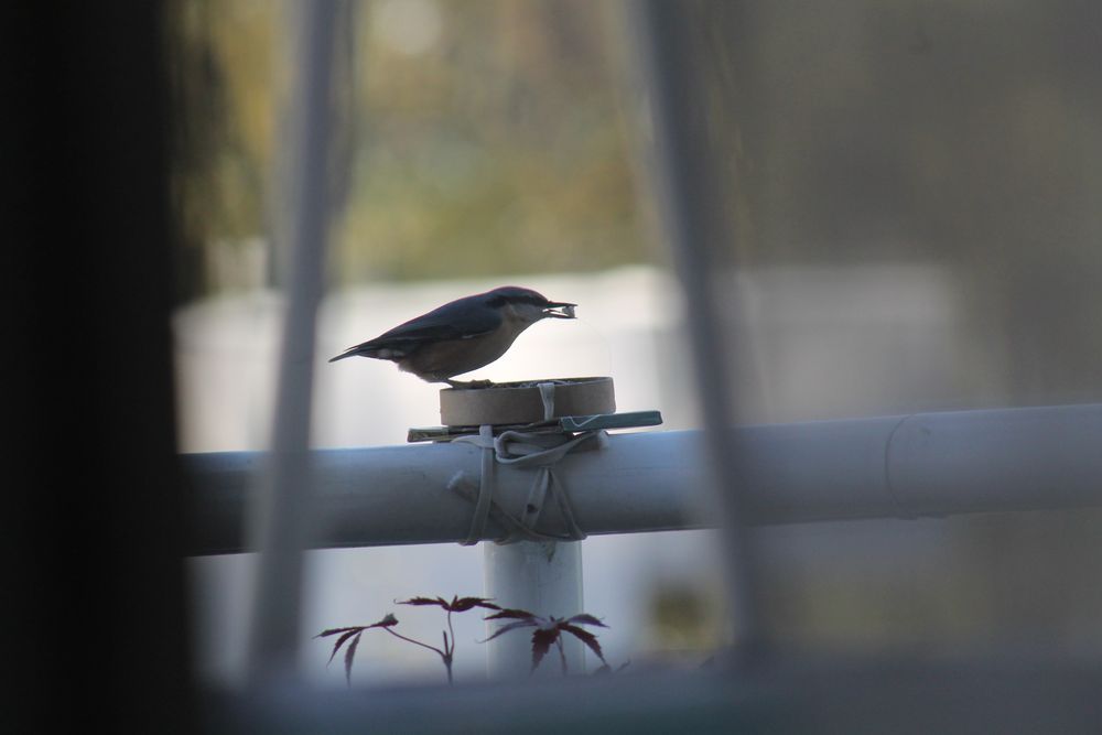 Besucher im Herbst