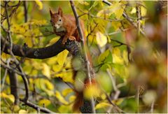 Besucher im Herbst