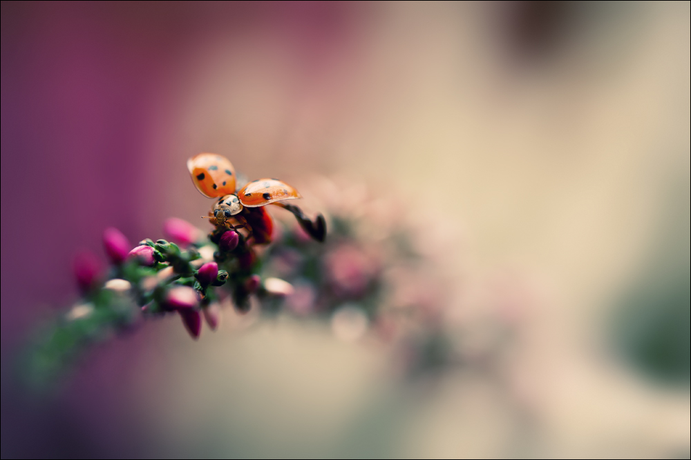 Besucher im Herbst