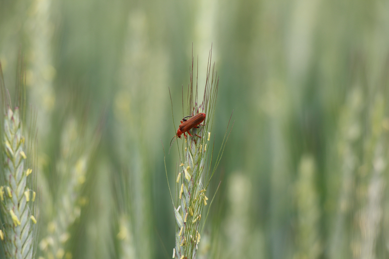 Besucher  im Kornfeld