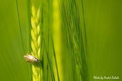 Besucher im Kornfeld