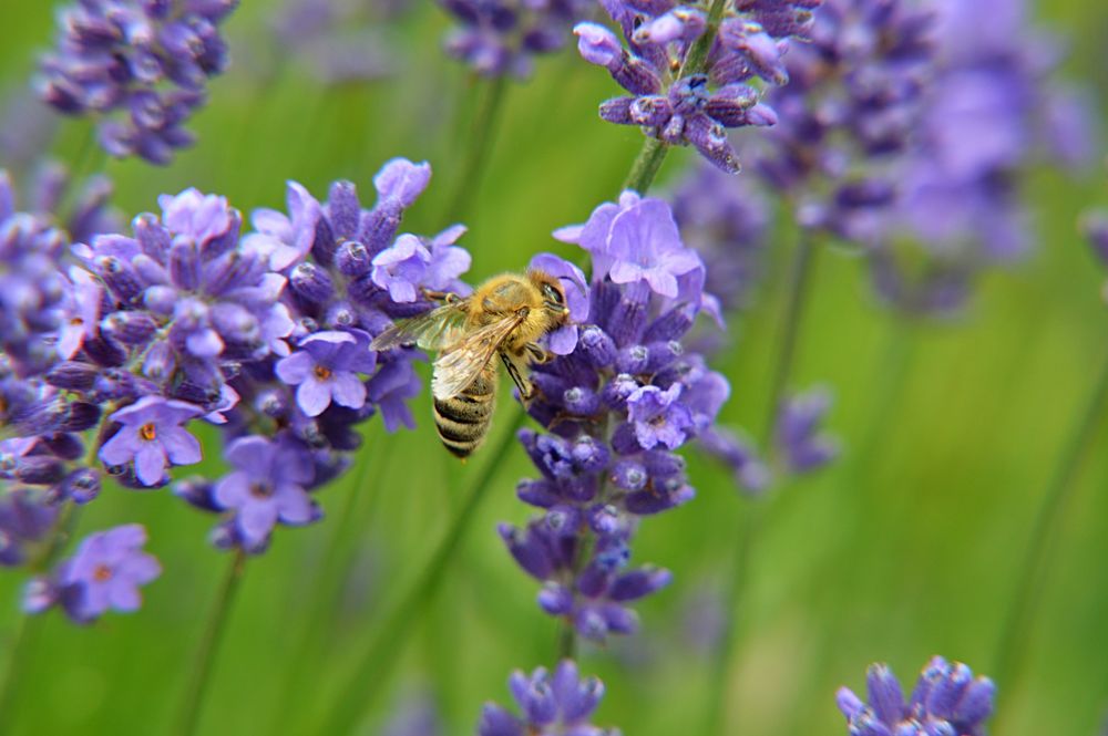 Besucher im Lavendel