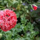 Besucher im Mohn