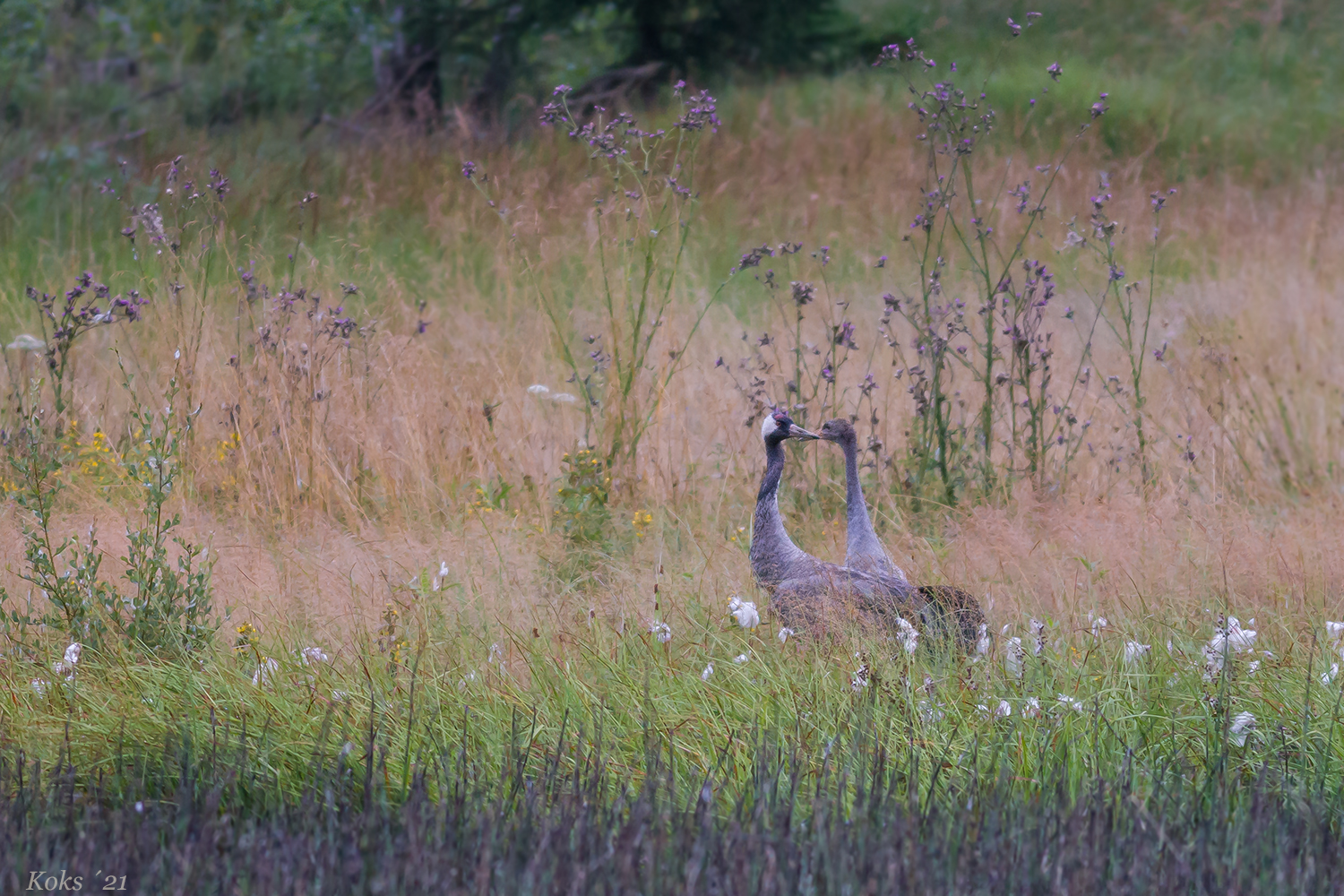 Besucher im Moor