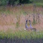 Besucher im Moor