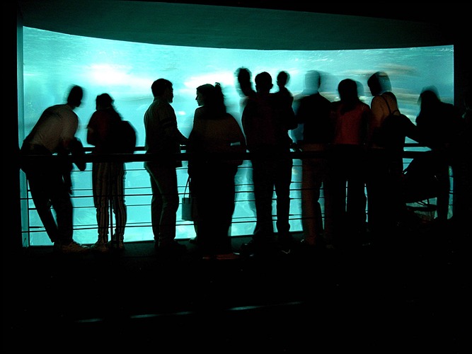 Besucher im Ozenarium, Lissabon