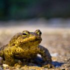 Besucher im Stadtpark