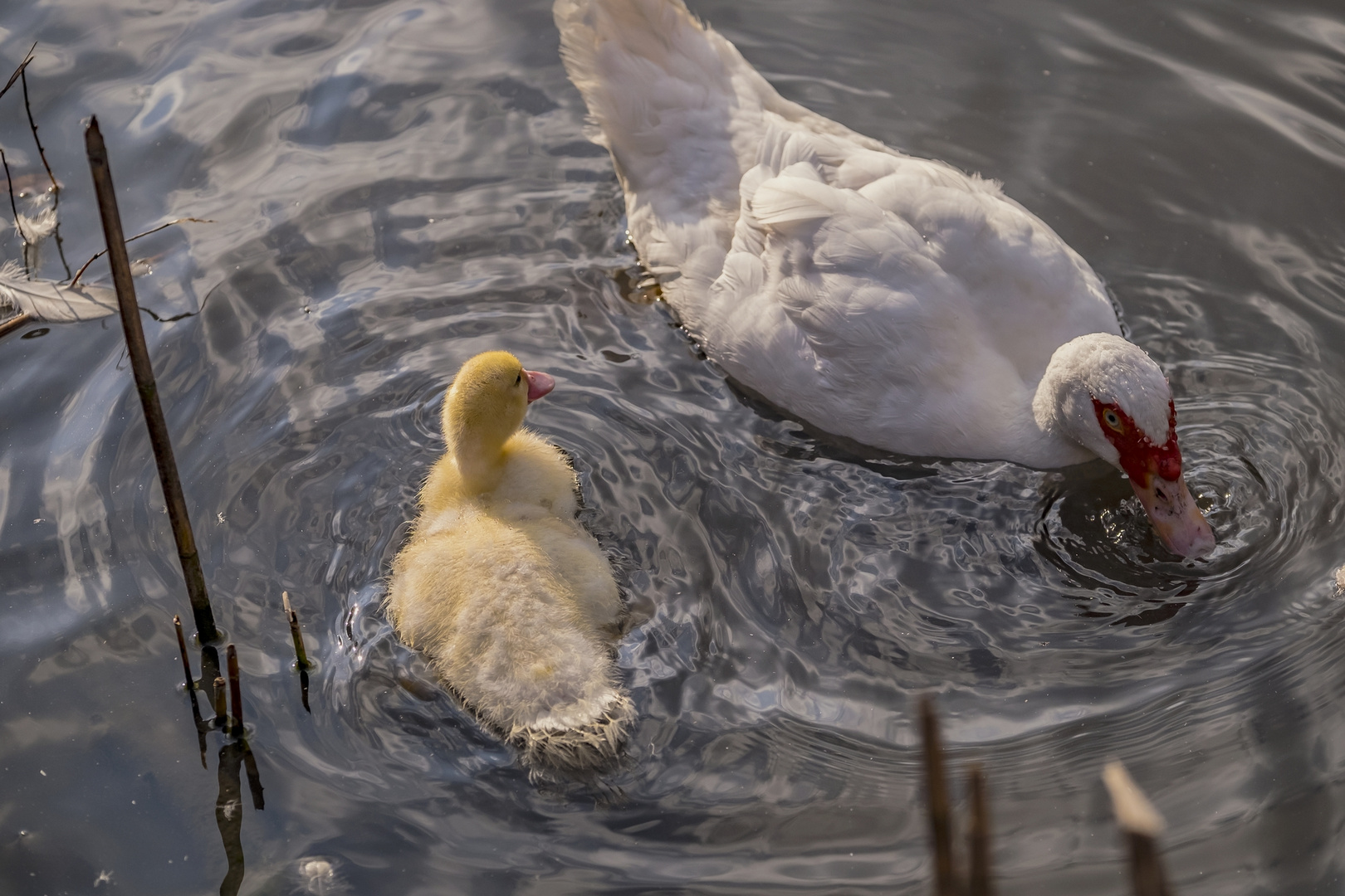 Besucher im Teich