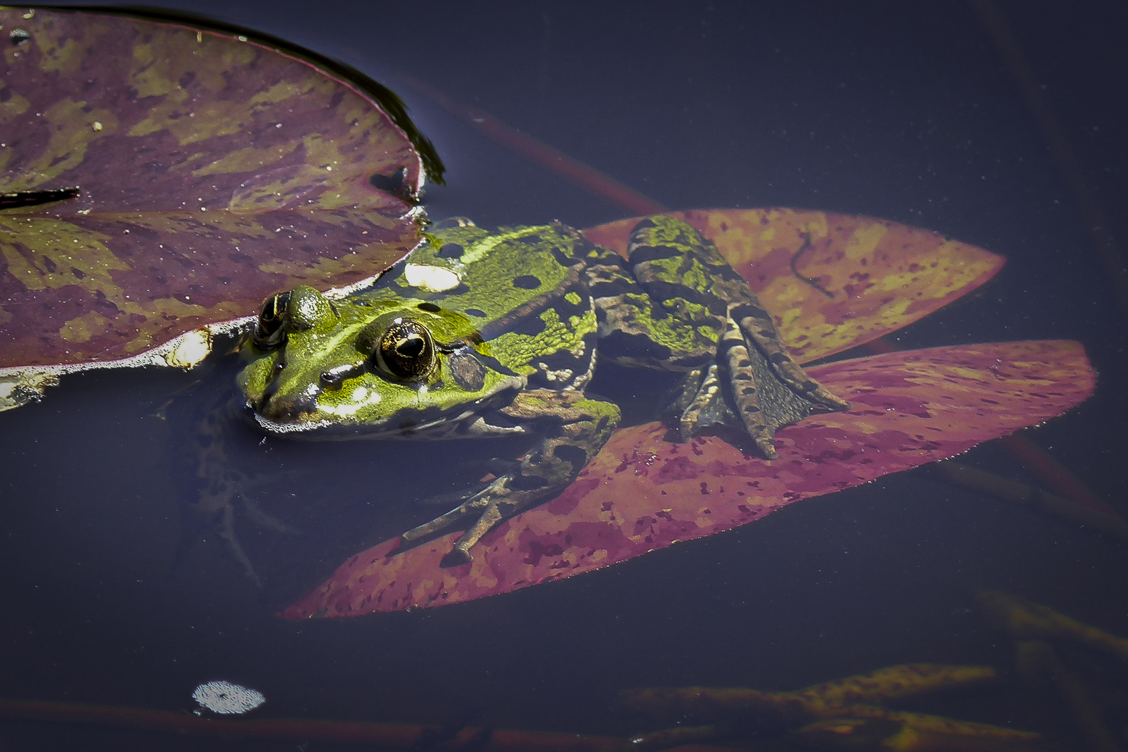 Besucher im Teich