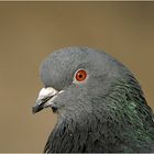 Besucher im Tierpark