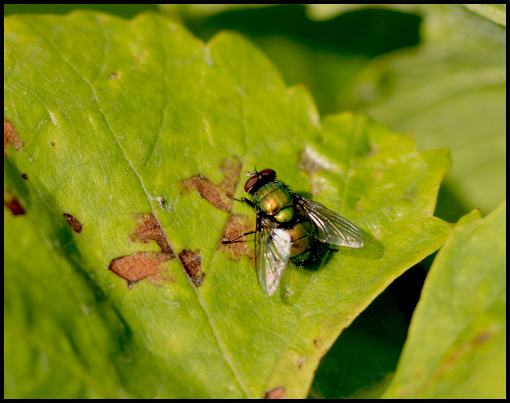 Besucher im Weingarten 2