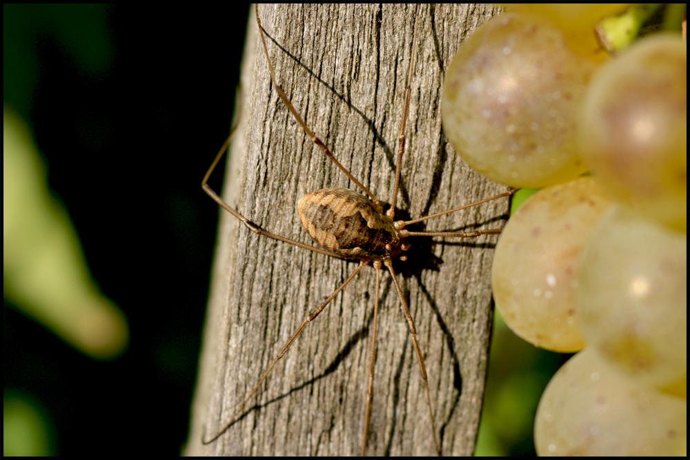 Besucher im Weingarten 3