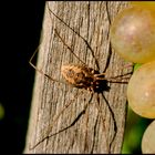 Besucher im Weingarten 3