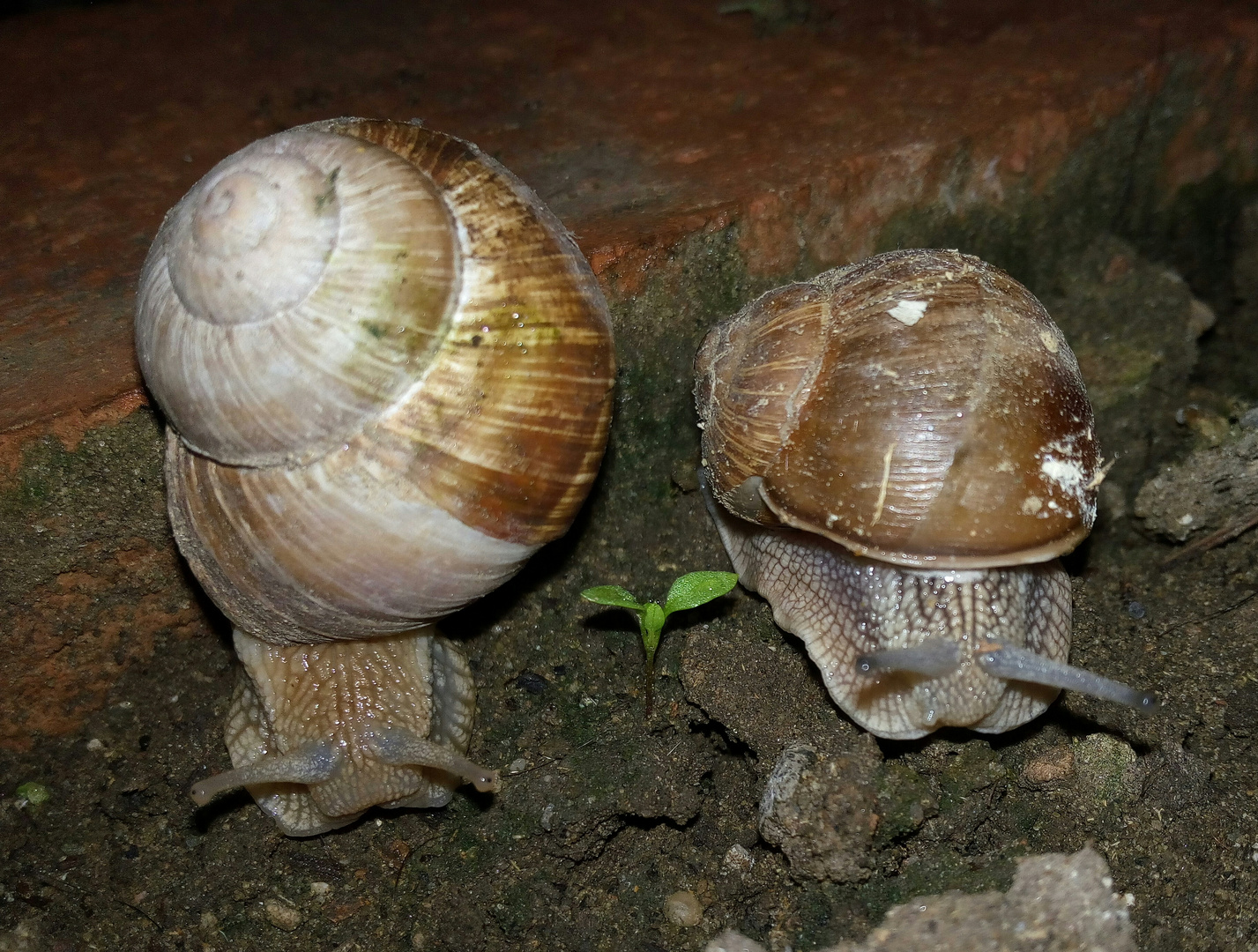 Besucher in dem Garten