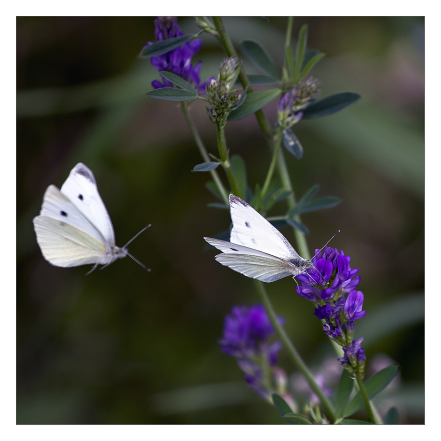 Besucher in der Blumenwiese