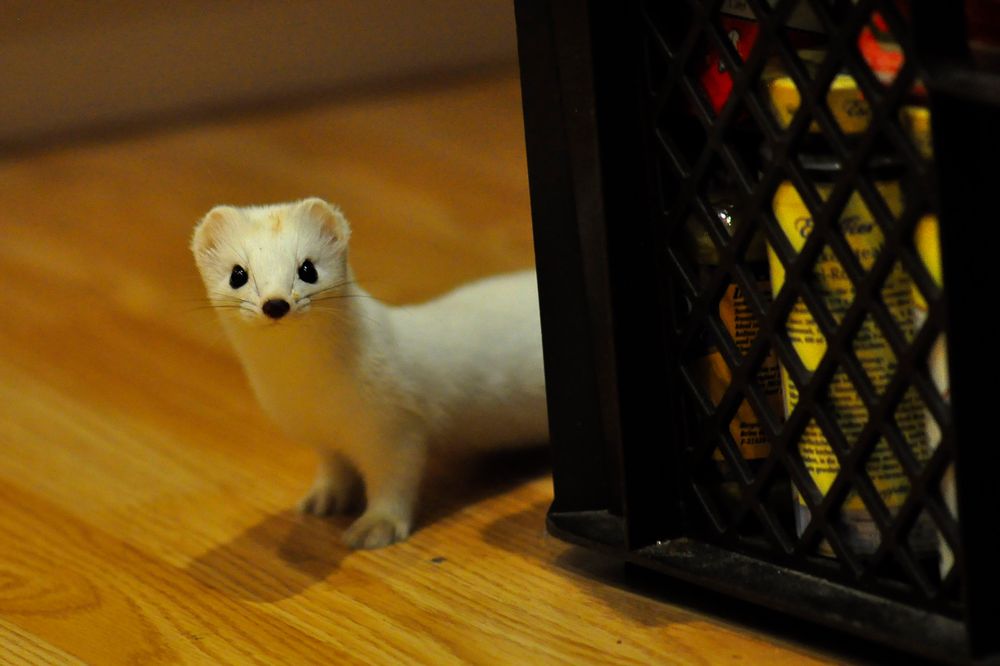 Besucher in der Küche Foto & Bild tiere, wildlife, säugetiere Bilder auf