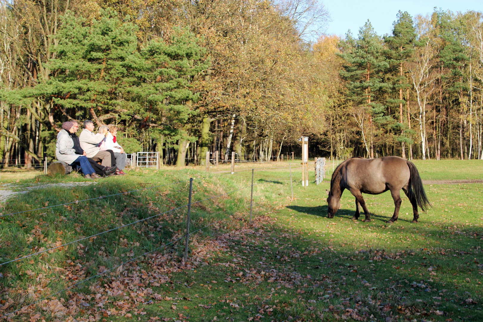 Besucher in der Spreeaue bei Cottbus beobachten ein Wildpferd (Tarpan)