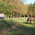 Besucher in der Spreeaue bei Cottbus beobachten ein Wildpferd (Tarpan)