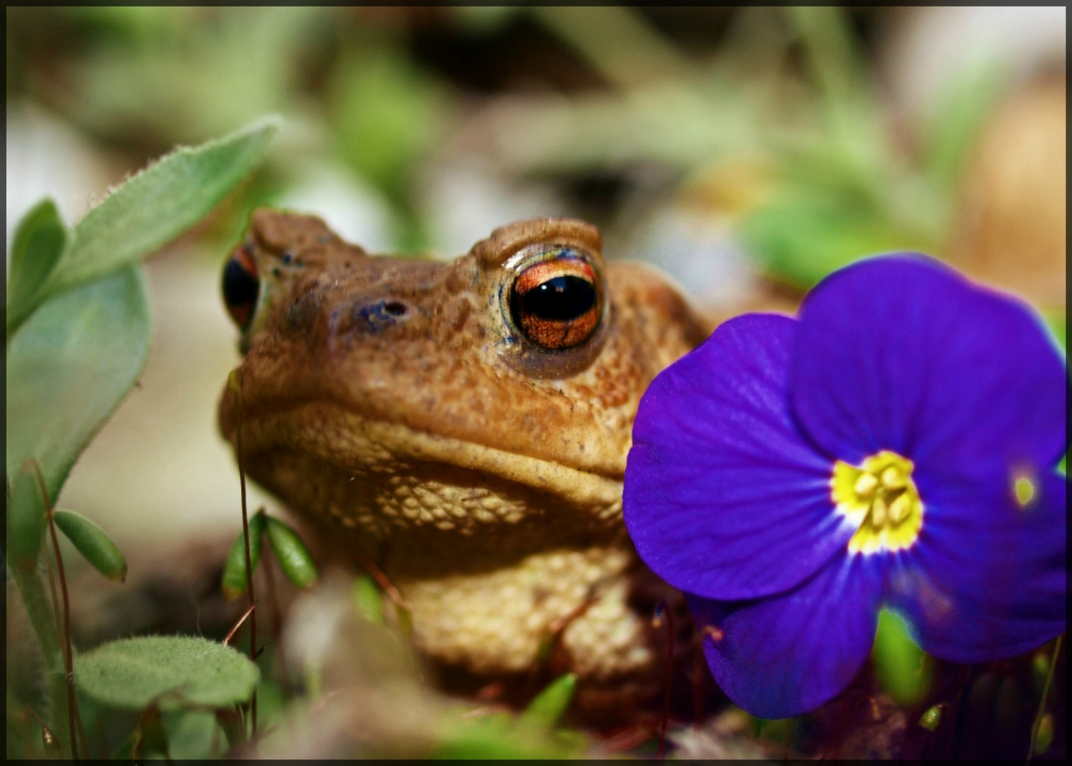 Besucher in meinem Garten