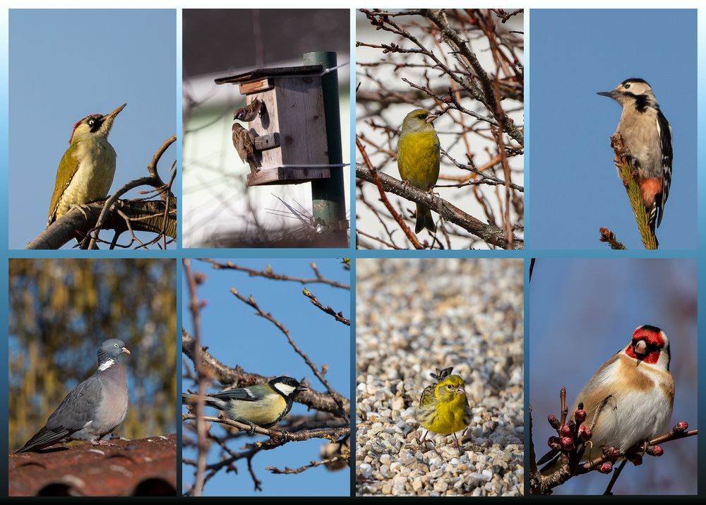  Besucher in meinem Garten...