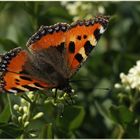 Besucher in meiner Liguster- Hecke