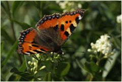 Besucher in meiner Liguster- Hecke