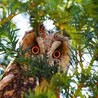 Besucher in Nachbars Garten