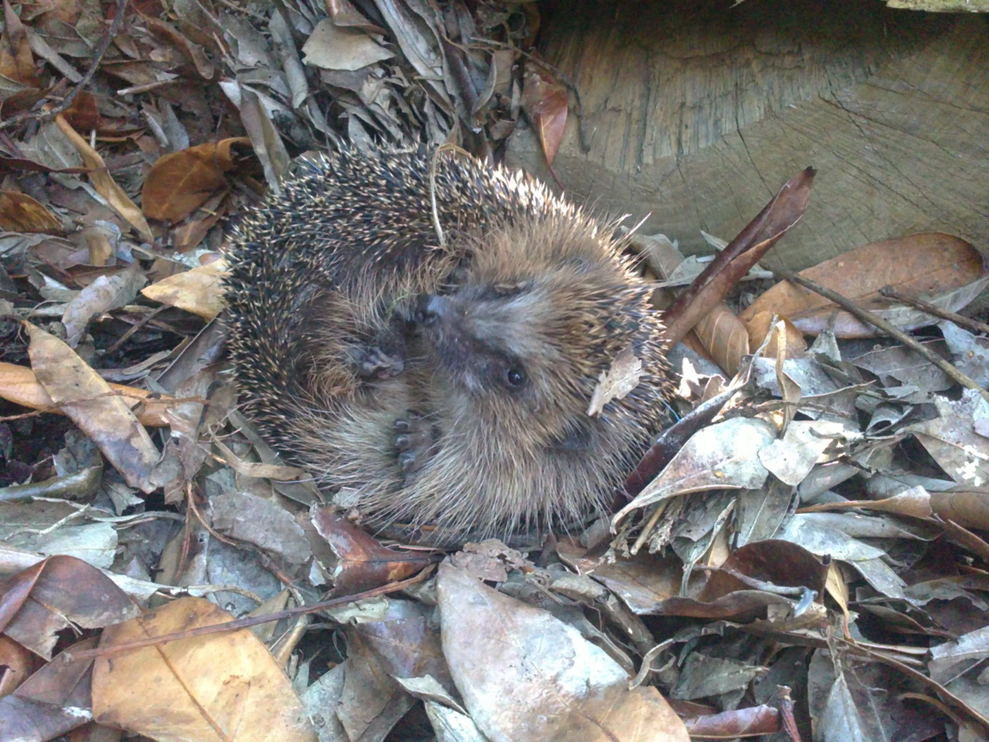 Besucher in Omas Garten.