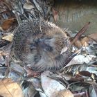 Besucher in Omas Garten.