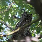 Besucher in Spanienurlaub im Garten