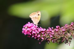 Besucher in unserem Sommerflieder