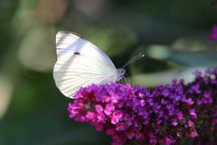 Besucher in unserem Sommerflieder