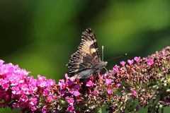 Besucher in unserem Sommerflieder