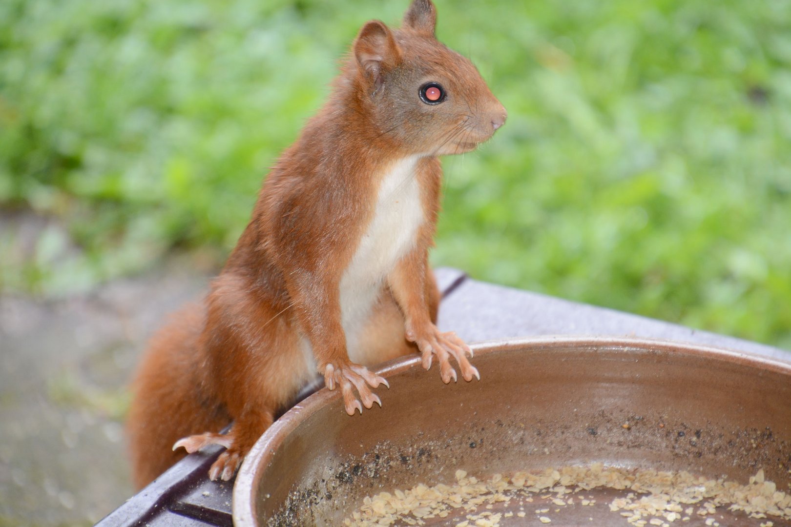 Besucher meiner Fütterung: Das Eichhörnchen