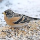 Besucher meiner Fütterung: Der Bergfink