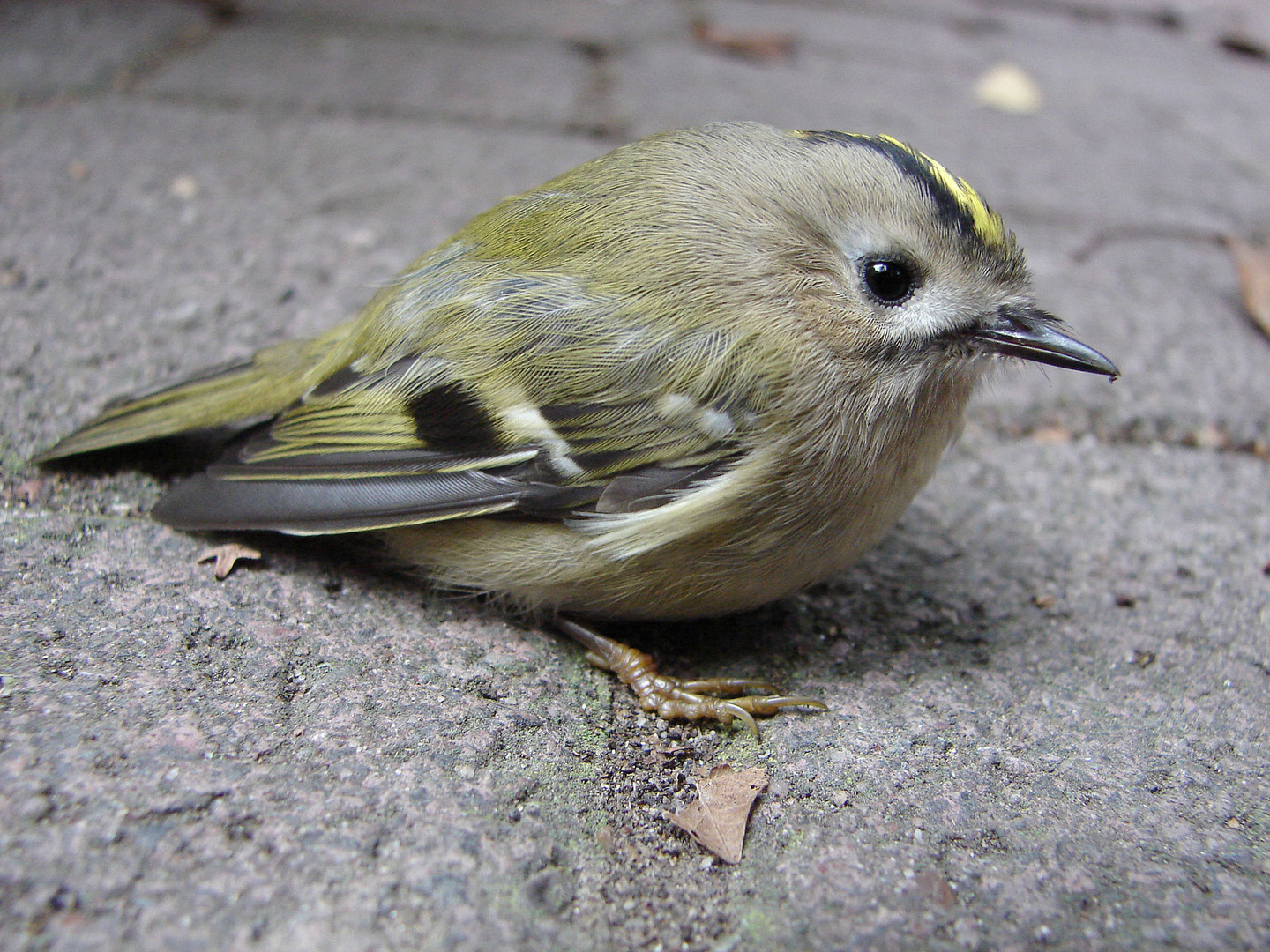 Besucher meiner Fütterung: Ein Wintergoldhähnchen.