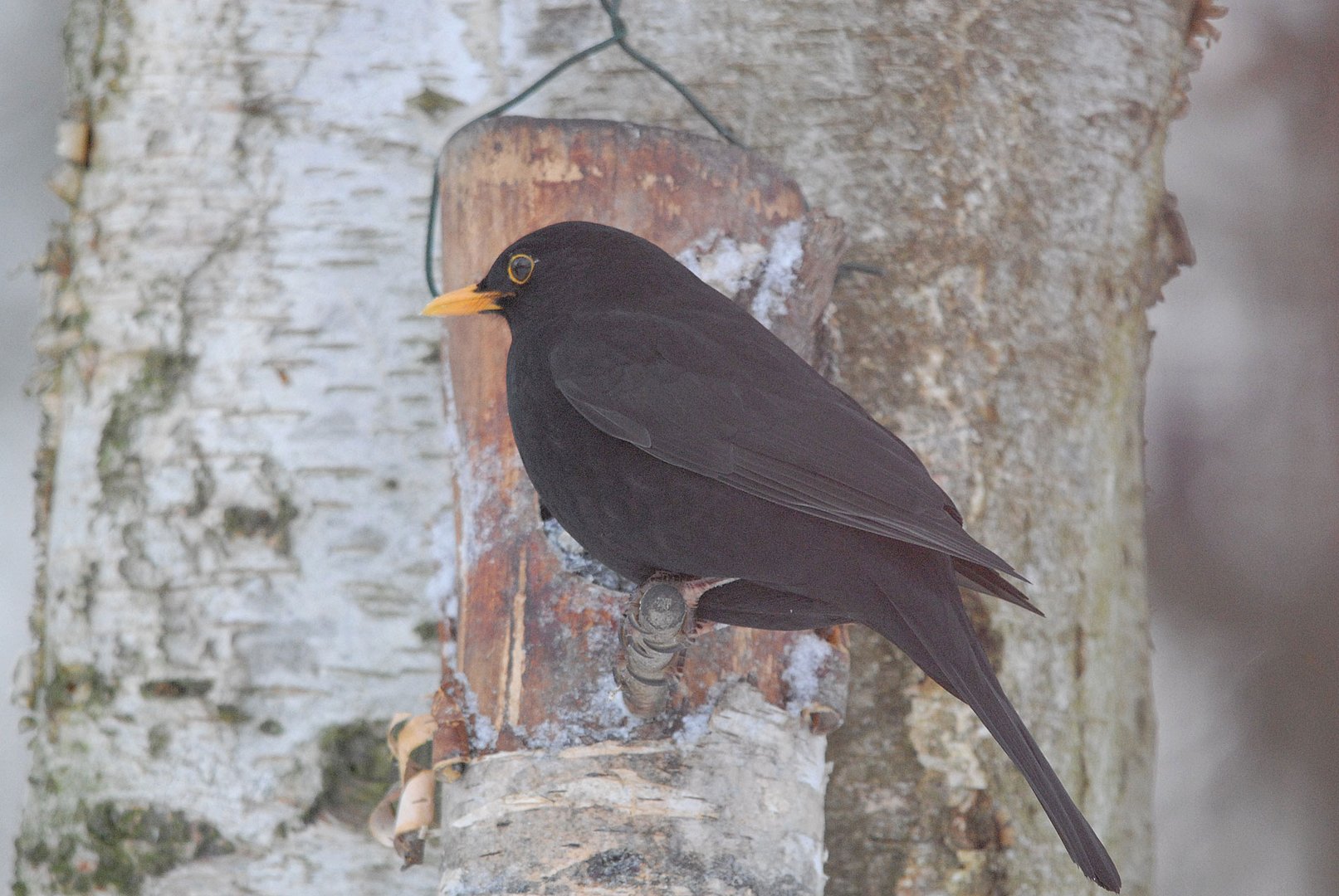 Besucher meiner Fütterung:Teil  III: Die Amsel