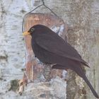 Besucher meiner Fütterung:Teil  III: Die Amsel