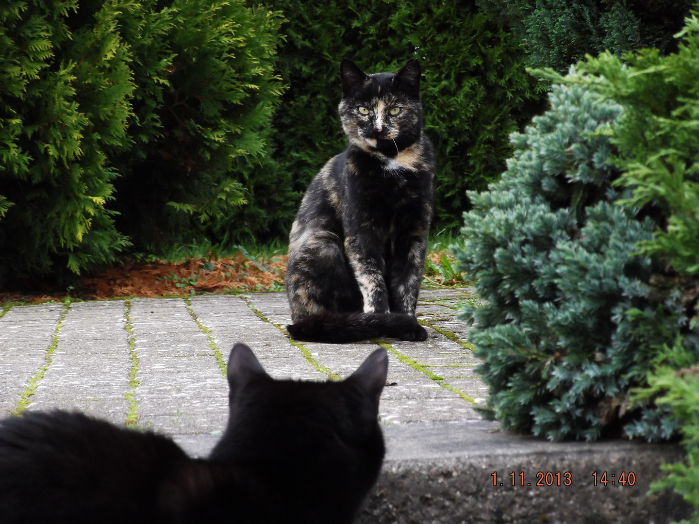 Besucher unserer 4-6 Katzen ;-)