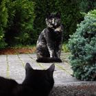 Besucher unserer 4-6 Katzen ;-)