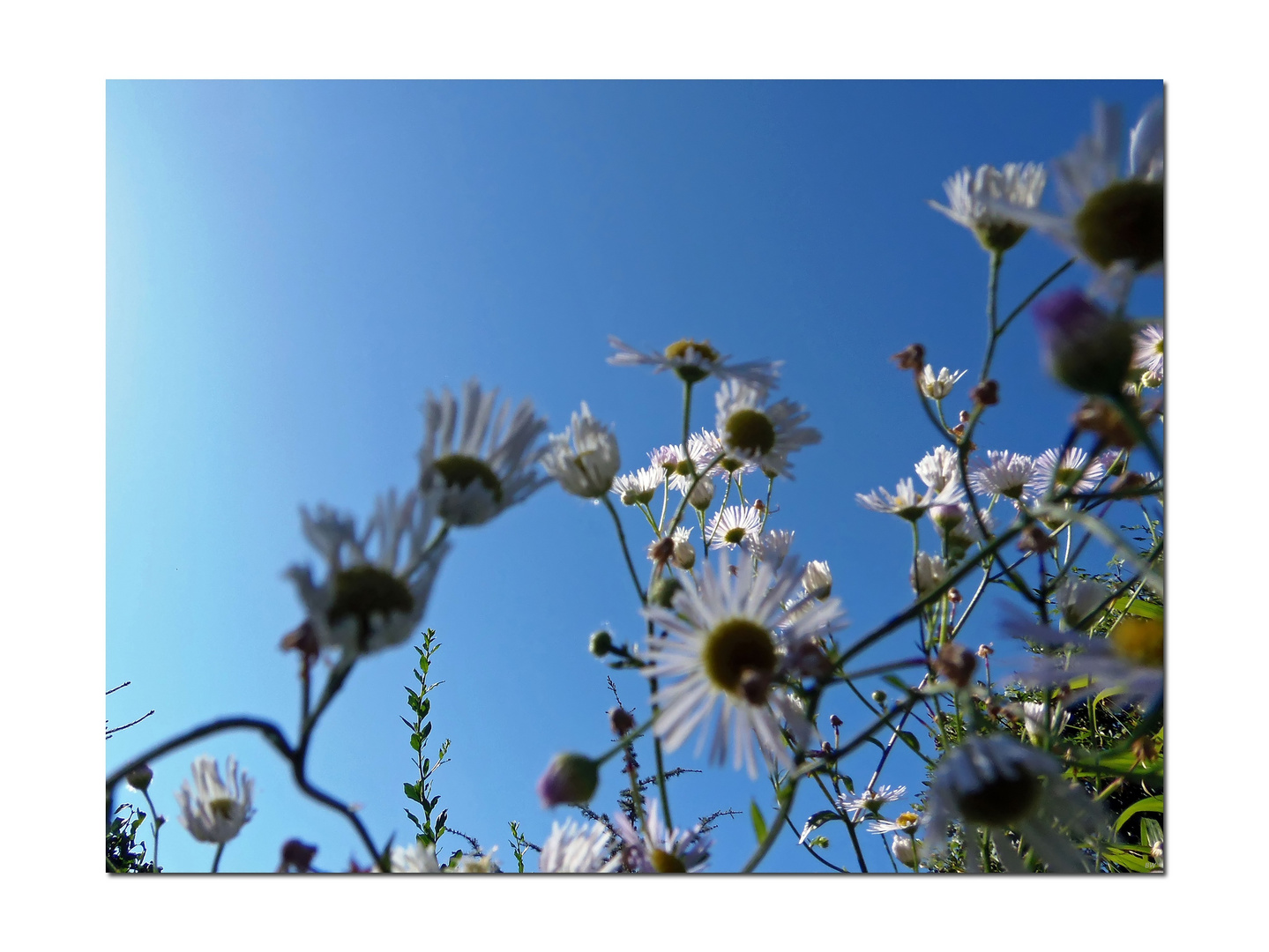 Besucherin (2) ...  = Aster tradescantii L. (Weißblütige Aster)