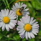 Besucherin auf Gänseblümchen