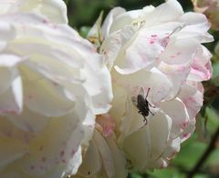 Besucherin im Schatten der Blüte