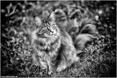 BESUCHERKATZE 2016...3