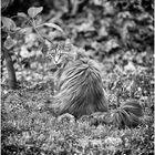 BESUCHERKATZE 2016...5