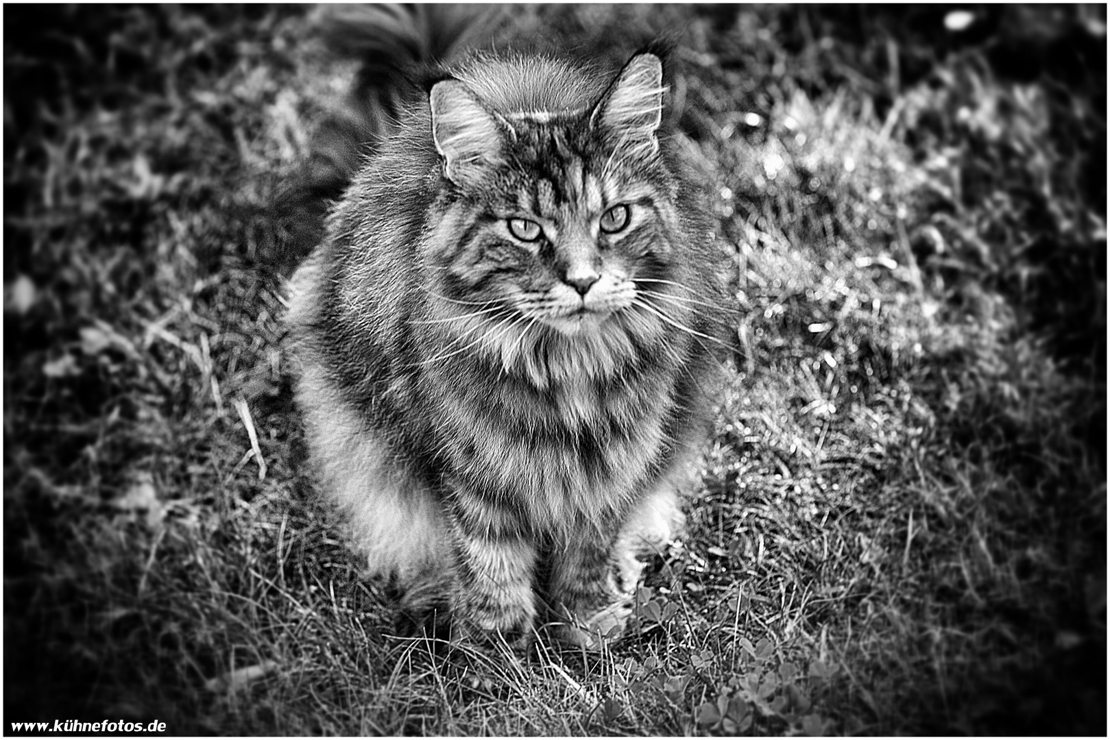 BESUCHERKATZE 2016...6