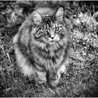 BESUCHERKATZE 2016...6