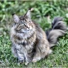 BESUCHERKATZE 2016...7