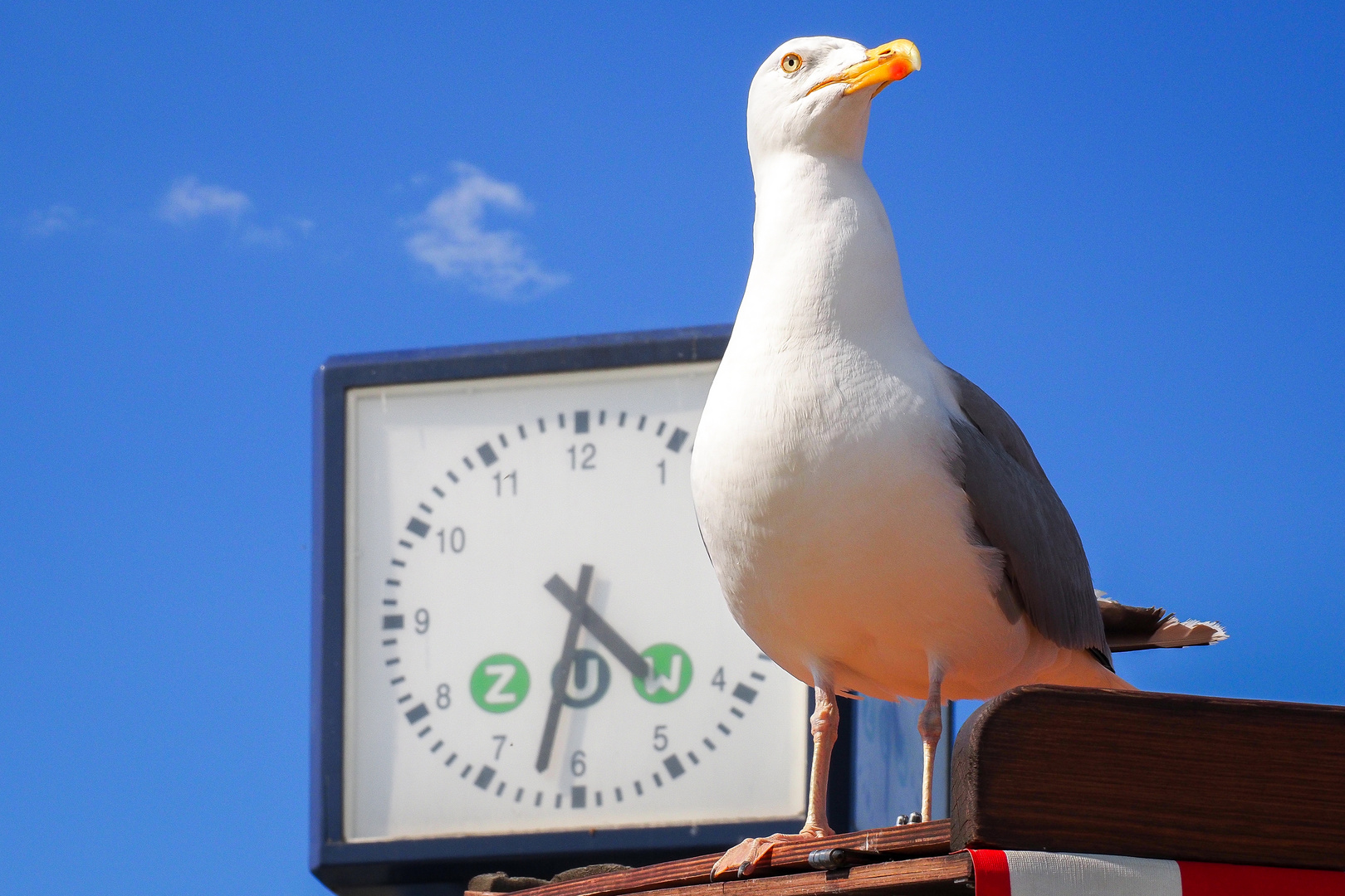 Besuchermagnet: Warnemünder Woche